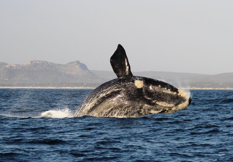 Whale Watching - Supershuttles Travel and Tours