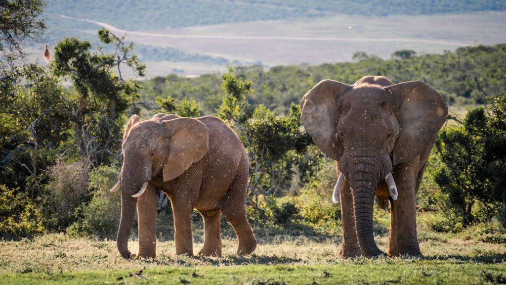 Benefits of a Private Shuttle From Cape Town to Addo Elephant National Park