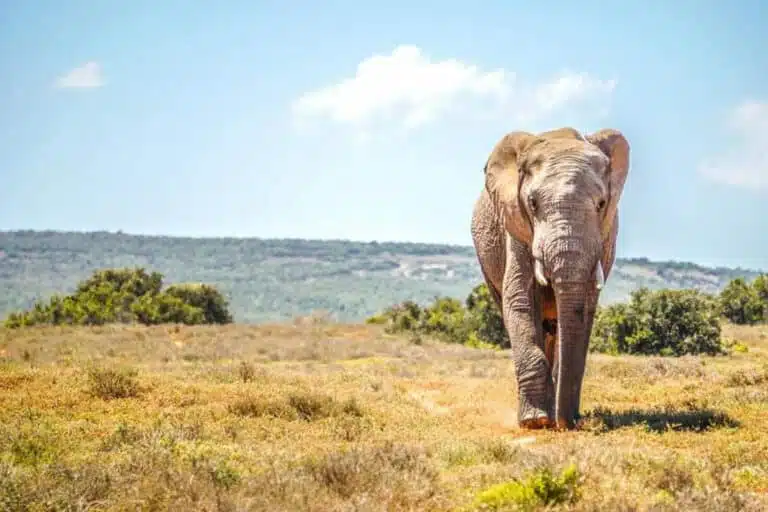 Book a Private Shuttle from Cape Town to Addo Elephant Park