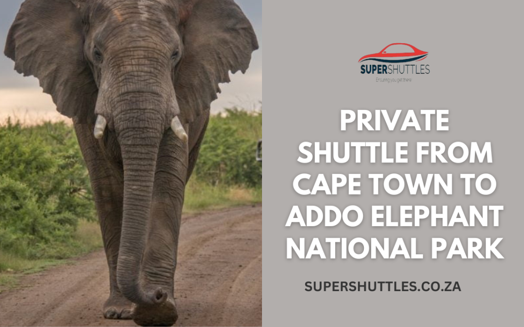 Private Shuttle From Cape Town To Addo Elephant National Park