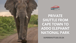 Private Shuttle From Cape Town To Addo Elephant National Park