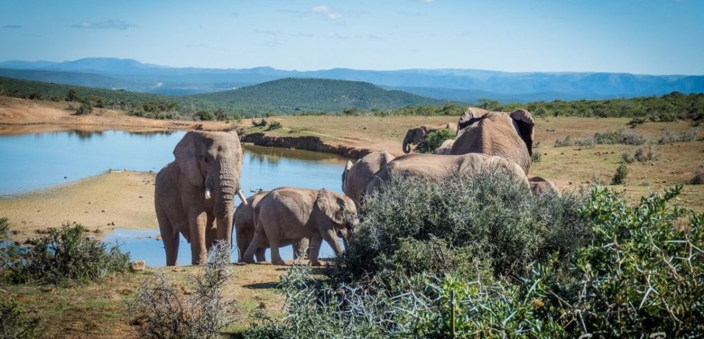 What to Expect During a Day Cape to Addo Safari Tour