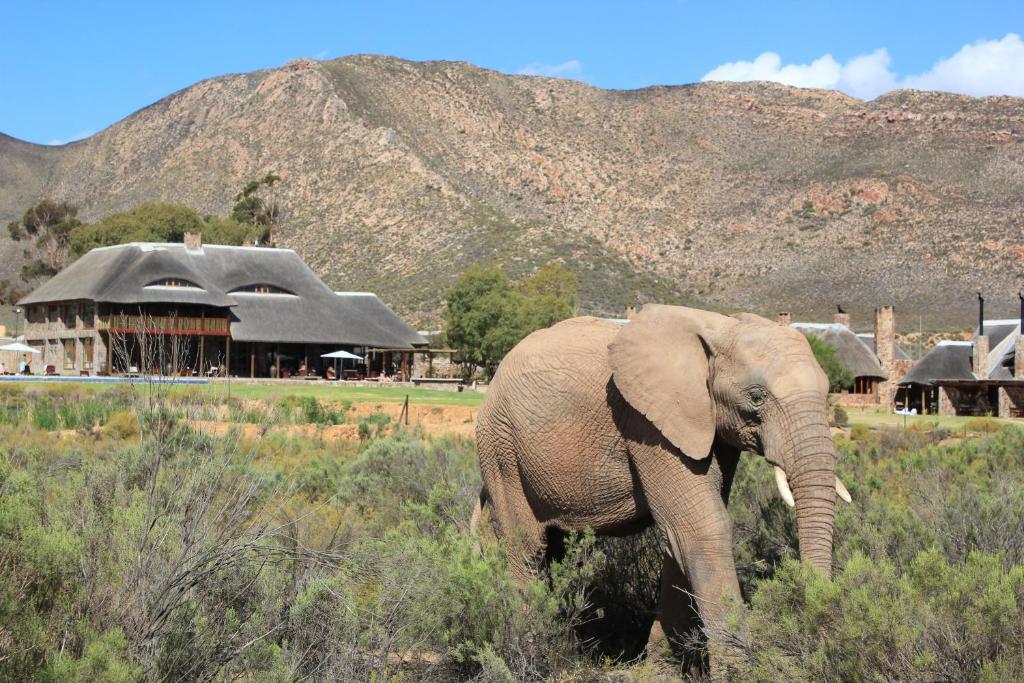 The Best Private Game Reserves for a Big 5 Safari Near Cape Town