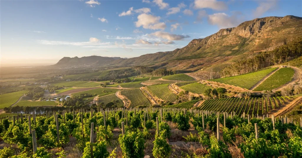 The best wine tasting tours in Cape Town