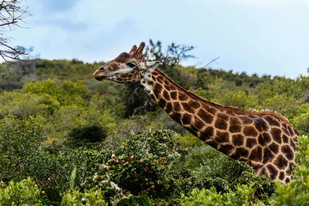 What Can You Expect During Your 4x4 Game Drive at Botlierskop