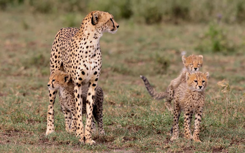 What Can You Expect During Your 4x4 Game Drive at Botlierskop