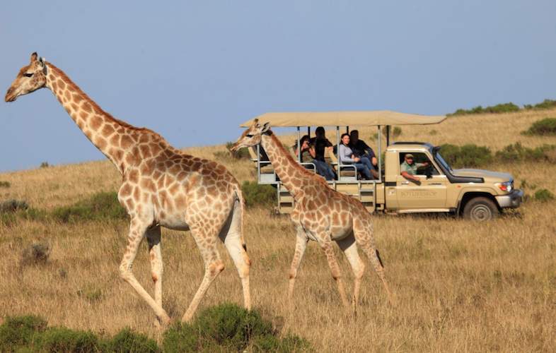 What Makes a Safari Tour with Private Transfers Unique