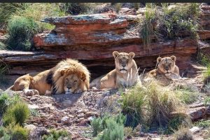 What to Expect on Your Day Trip Safari at Aquila