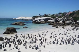 Where Can I See Penguins on the Cape Point Tour