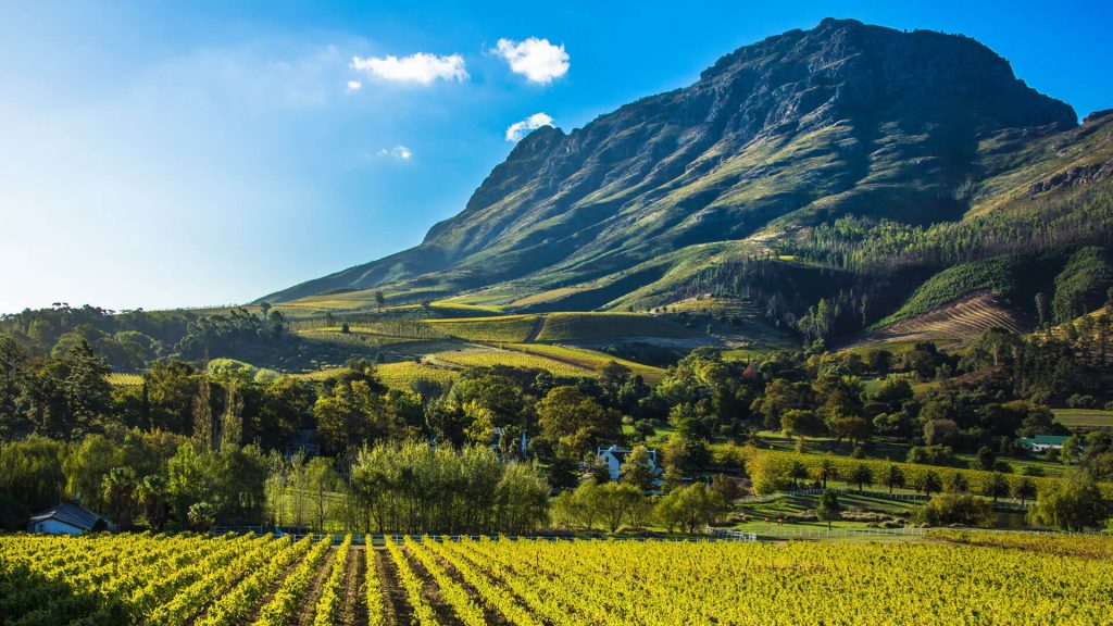 Make the Most of Your Wine Tasting Experience in the Cape Winelands